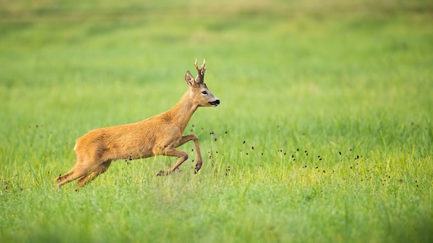 Roe deer disturbed on the vibrant green meadow in summer