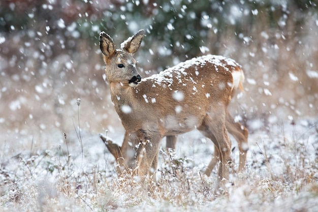 Roe deer doe observing on field in blizzard in winter