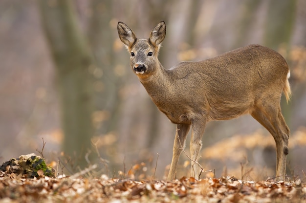 Roe deer doe standing in autumn forest