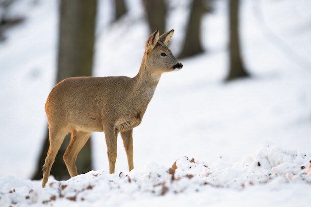 Roe deer doe standing in forest in wintertime