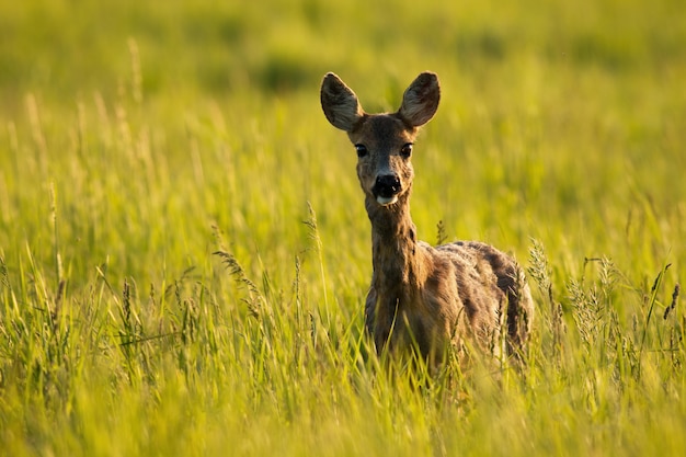 Roe deer doe standing in tall grass at sunrise.