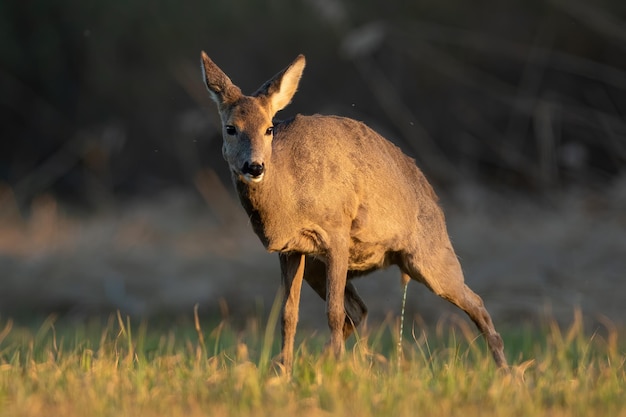 春の自然の牧草地で排尿するノロジカ