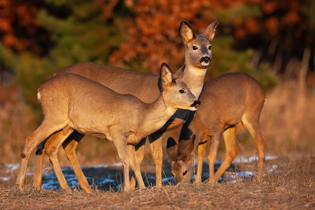 Roe deer doe with two fawns looking around on a glade in autumn