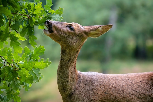Фото Косуля ест желуди с дерева capreolus capreolus дикая косуля в природе