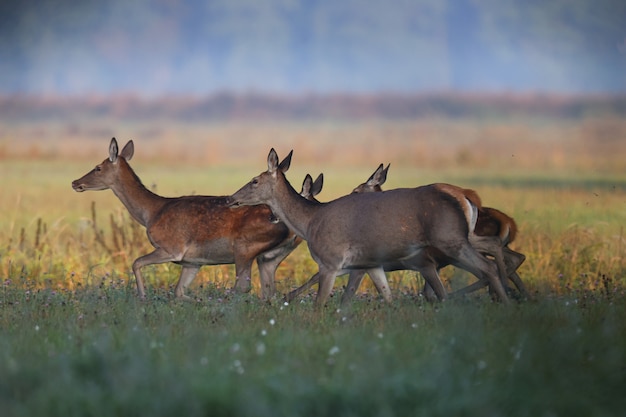 Roe deer family walks through a green field in the early mornings