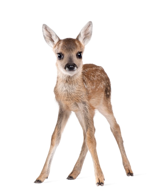 Photo roe deer fawn - capreolus capreolus on white isolated