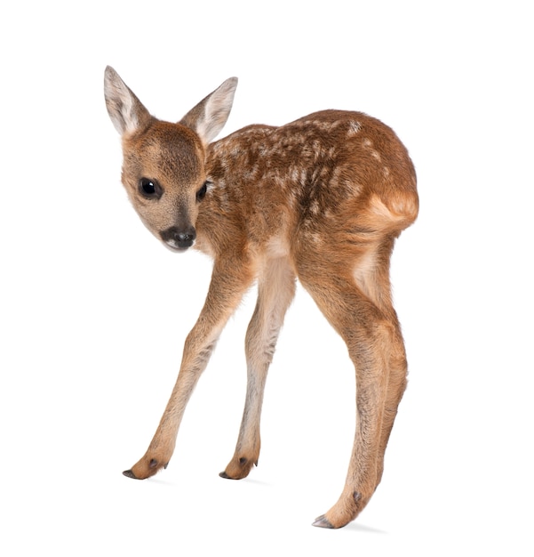 Roe deer Fawn - Capreolus capreolus on white isolated