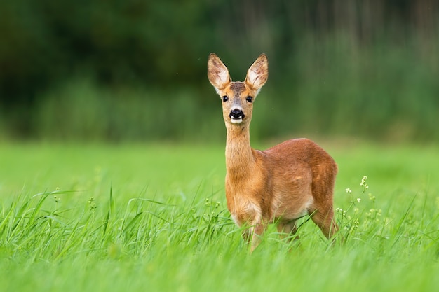 Roe deer fawn looking on green meadow from front view.