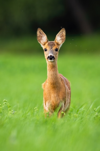 Roe deer fawn standing in green grass