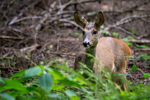 숲의 노루 Capreolus capreolus 자연의 야생 노루