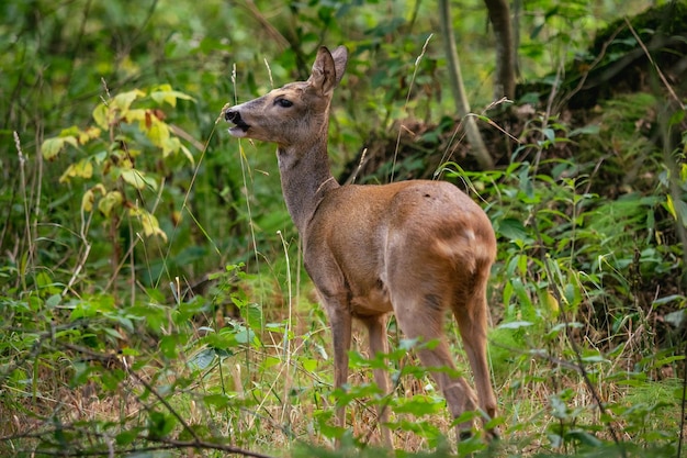 숲의 노루 Capreolus capreolus 자연의 야생 노루