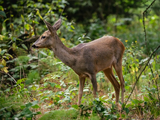 Roe deer in forest Capreolus capreolus Wild roe deer in nature