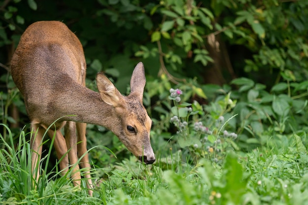 숲의 노루 Capreolus capreolus 자연의 야생 노루