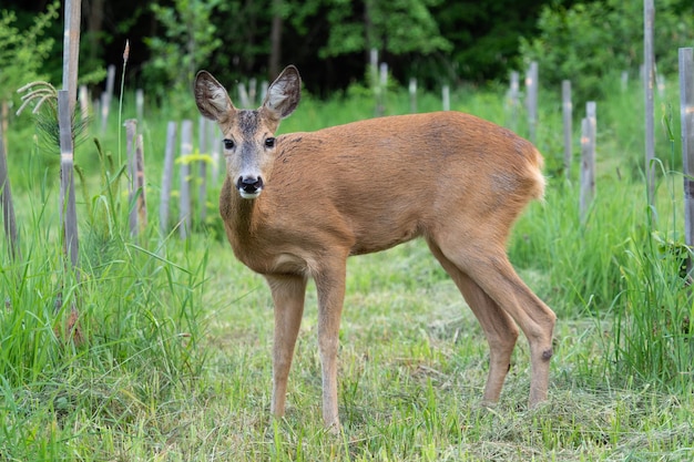 Roe deer in forest Capreolus capreolus Wild roe deer in nature