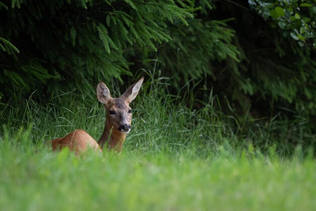 Roe deer in forest Capreolus capreolus Wild roe deer in nature