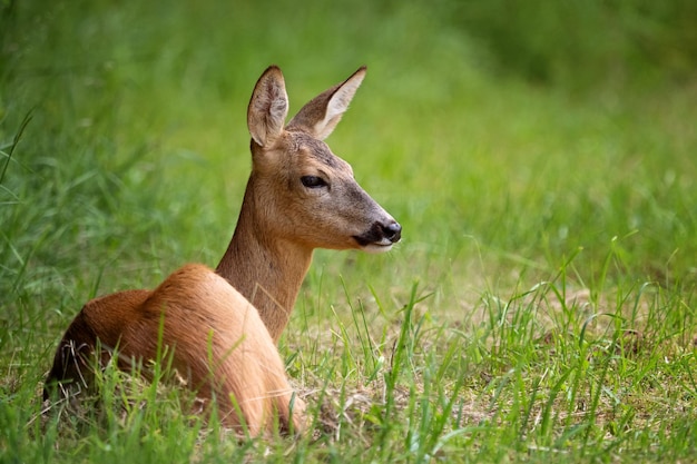 Roe deer in forest Capreolus capreolus Wild roe deer in nature