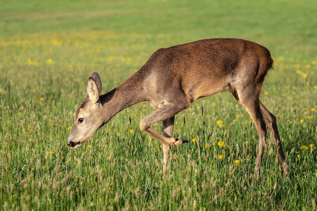 Roe deer in grass Capreolus capreolus Wild roe deer in spring nature