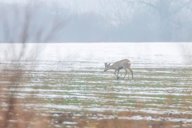 Roe Deer grazing in winter morning (Capreolus capreolus)