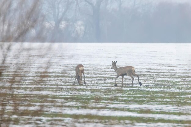 Roe Deer grazing in winter morning (Capreolus capreolus)