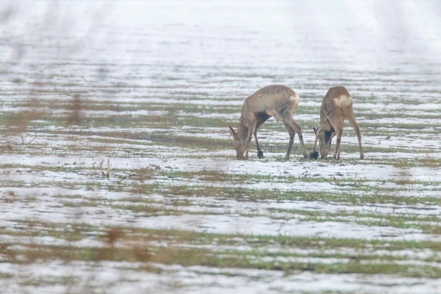 Roe Deer grazing in winter morning (Capreolus capreolus)