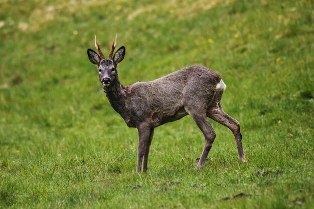 Roe deer in the green field