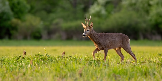 Roe deer at green grass field during sunrise