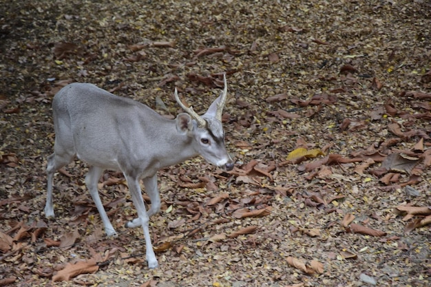 Roe Deer in the Historic Park of Guayaquil Ecuador