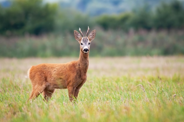 Roe deer is keeping a wary eye on the grassy meadow