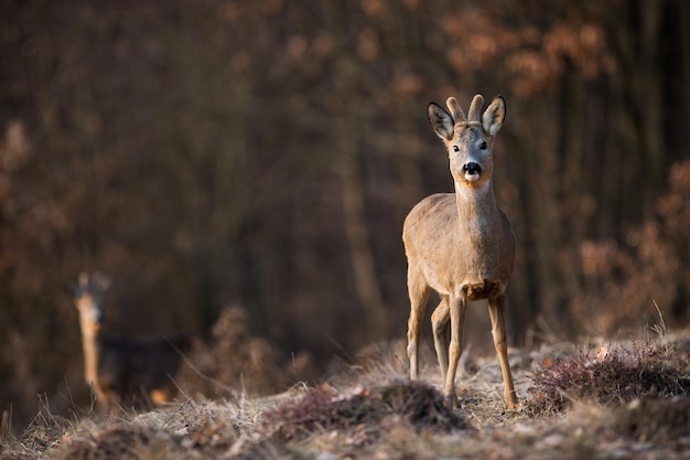 Roe deer looking to the camera on meadow in spring