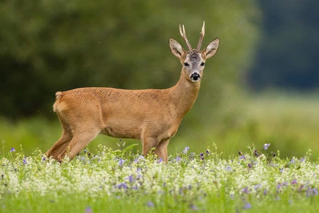 Roe deer looking to the camera on meadow in summer