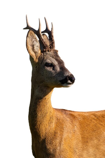 Photo roe deer looking in close up isolated