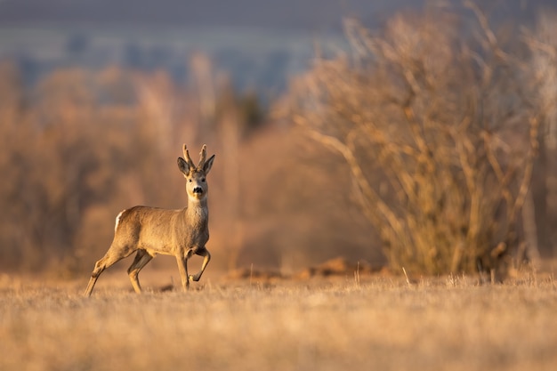 Capriolo che osserva sulla radura asciutta in autunno