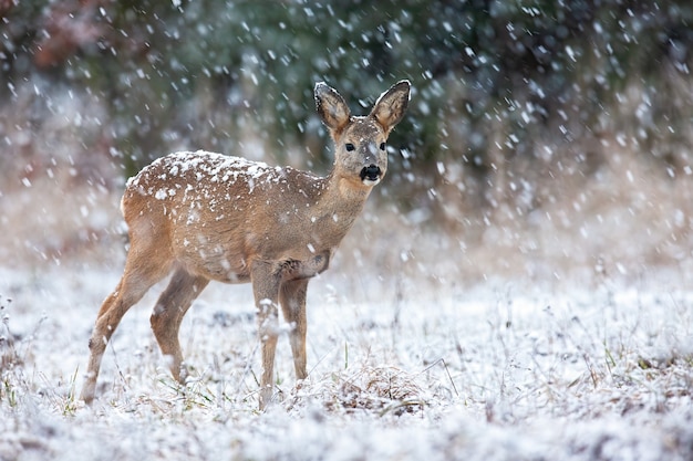 冬の雪の中で野原を見ているノロジカ