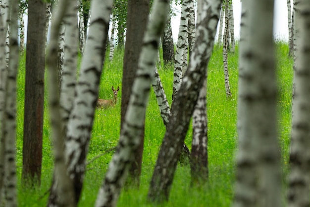 Roe deer in the magical nature beautiful european wildlife wild animal in the nature habitat