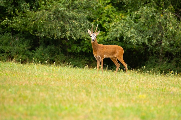 roe deer in the magical nature beautiful european wildlife wild animal in the nature habitat