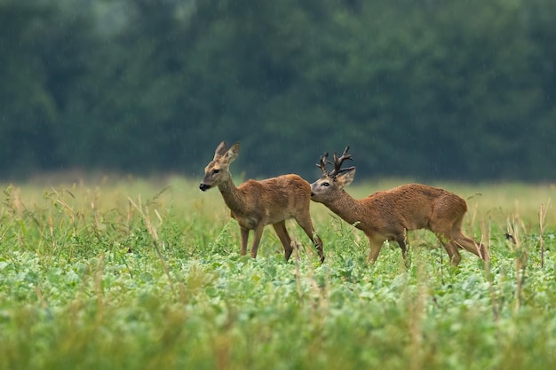 Roe deer male sniffing female on meadow in raining