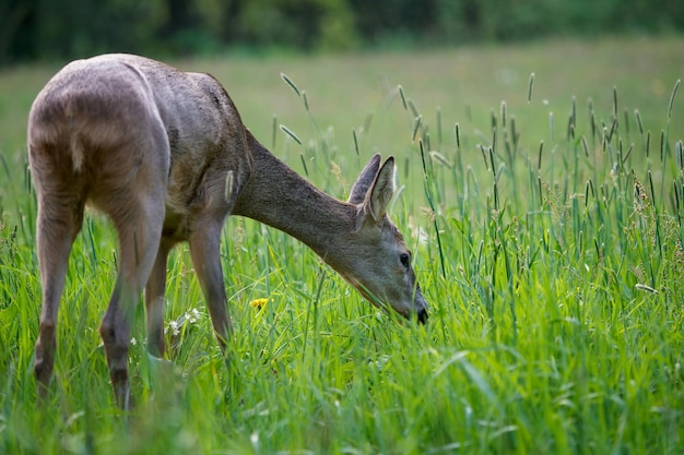 자연의 노루 Capreolus capreolus 야생 동물 노루