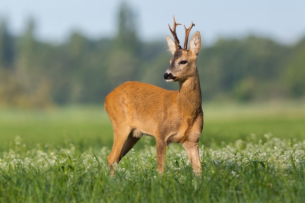 Roe deer observing over the shoulder on wildflowers