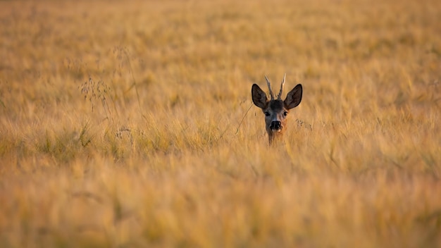 Roe deer peeking out of the wheat in summer nature