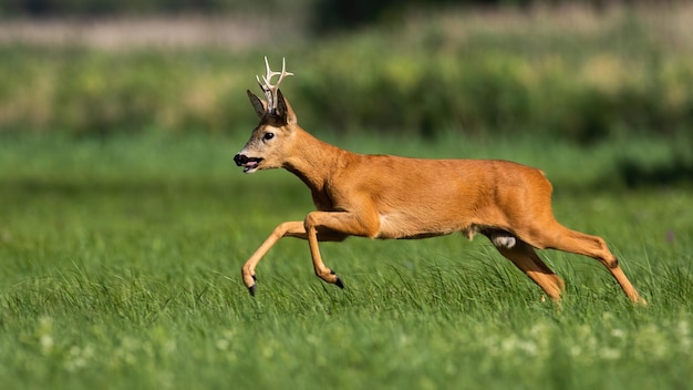 Roe deer running on flower field in summertime nature