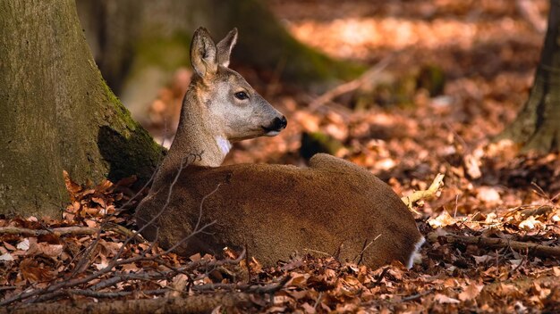 Photo roe deer sitting under thetree