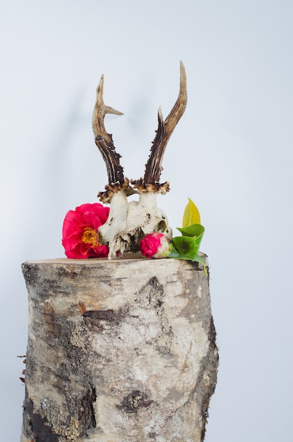 Roe deer skull with camellias for decoration.