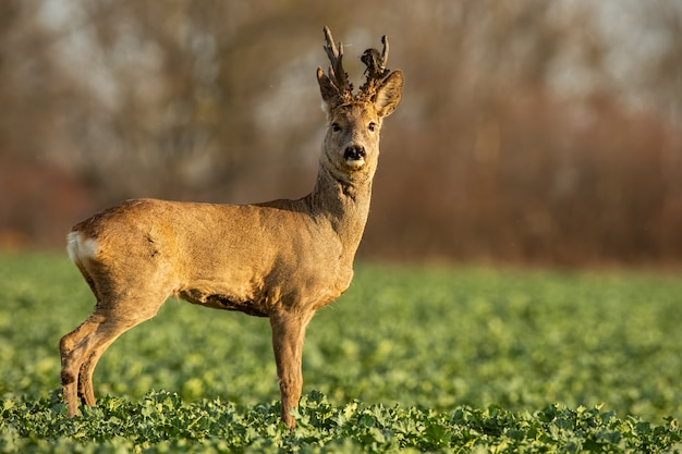 Roe deer stag at sunset with winter fur.