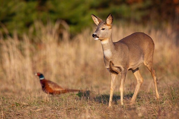 Roe deer standing on dry meadow with common pheasant in background