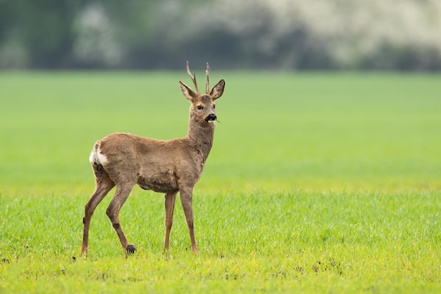 写真 春の自然の緑の牧草地に立っているノロジカ