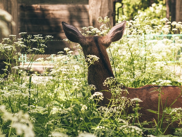 Photo roe deer standing in the thicket in summer day