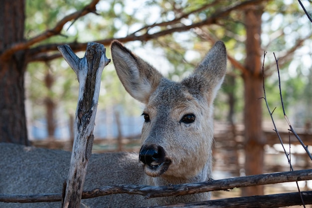 roe deer in their natural environment