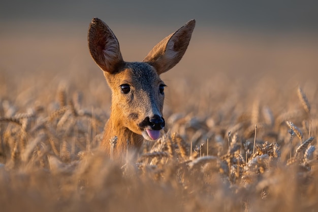 Roe deer tongue sticking out in wheat in close up