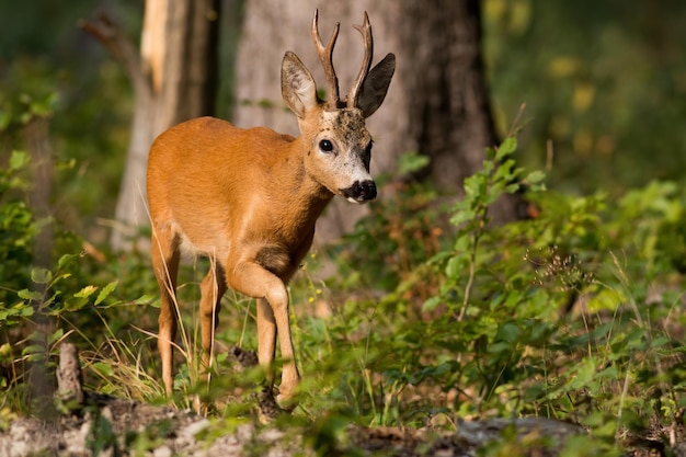 Roe deer walking in green woodland in summertime light