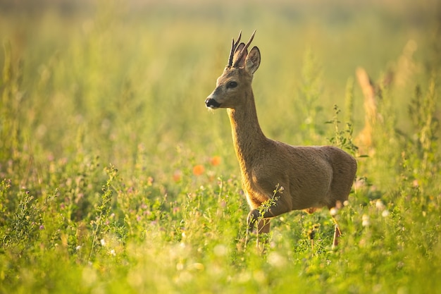 Roe deer walking on a meadow in the summertime